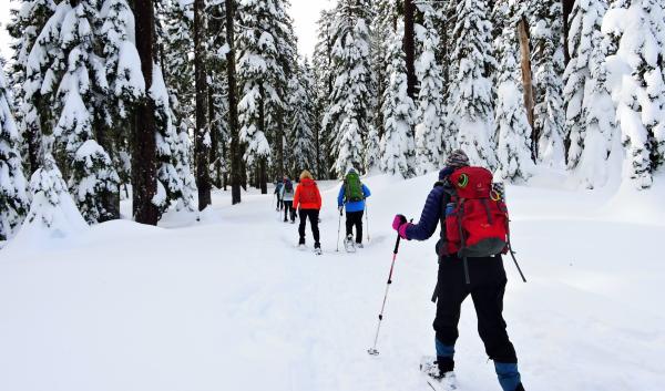 A group of snowshoers move through a snowy forest.